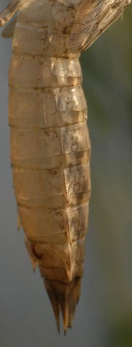 Exuvia di Anax parthenope